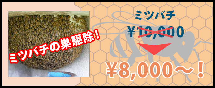 蜜蜂の巣駆除¥8,000～！